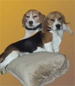 Tyler and Gunner the Beagle