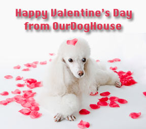 Happy Valentine's Day from OurDogHouse